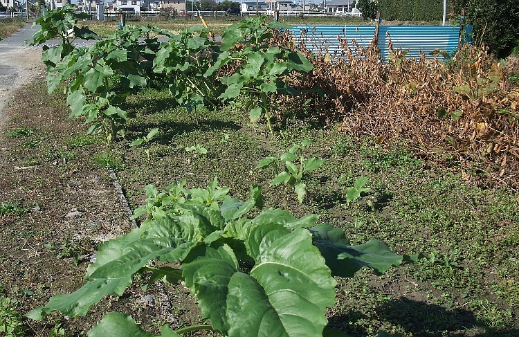 2011黒豆の収穫１.jpg