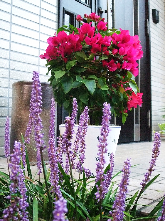 玄関横の紫の花.jpg