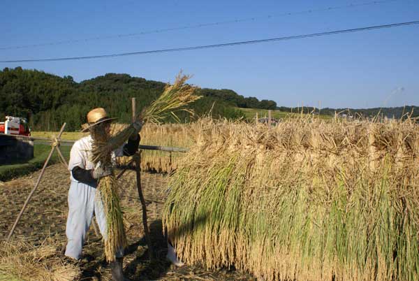 吉川　稲穂干し１