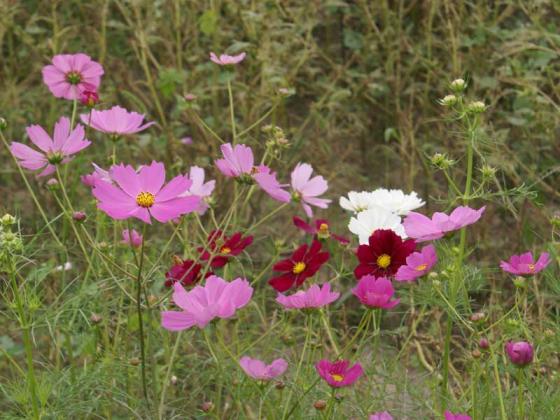 江井ヶ島　コスモス2007　４