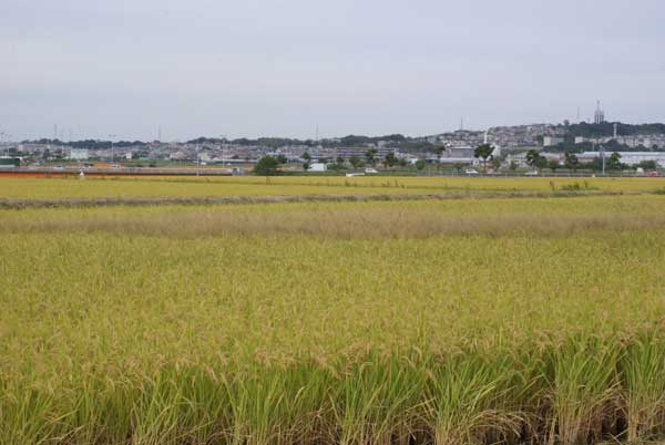 江井ヶ島　稲２