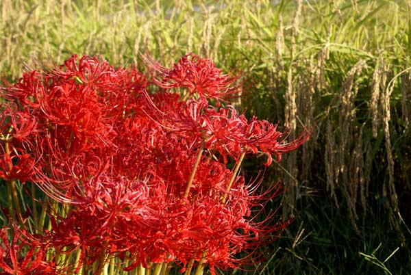吉川の彼岸花１