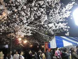 祭り桜.jpg