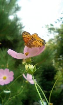 秋桜