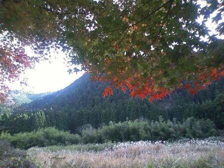 美山川にかかる紅葉