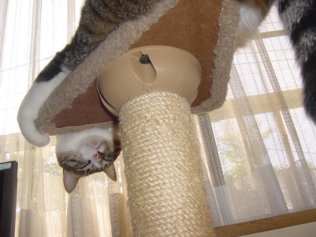 タワーの上から