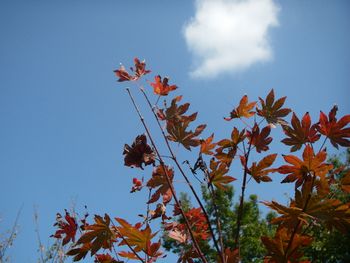 紅葉と空