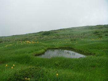 月山八合目　弥陀ヶ原湿原2