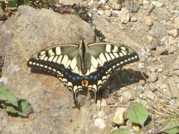 刈田岳山頂でアゲハチョウ