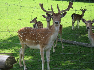 20080720_Bauernhof_005.jpg