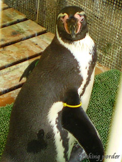 見返りペンギン