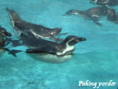 泳ぐフンボルトペンギン