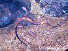 ウイーディーシードラゴン