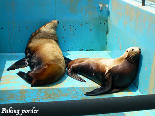 お疲れ気味なトド