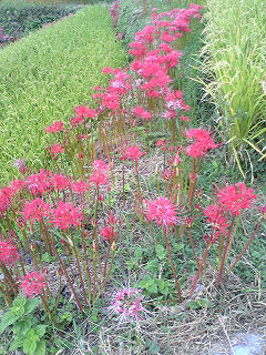 彼岸花＠江里山の棚田