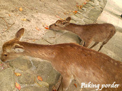 何か食べてる鹿