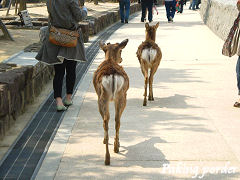 おしりがキュートｖ