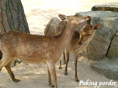 仲睦まじいですね