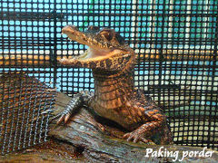 コビトカイマンのだいごろう