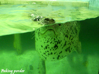 ゴマフアザラシ