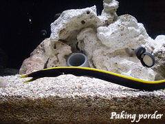 ハナヒゲウツボ