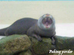 カワウソ大あくび