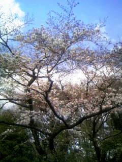庭園の桜.JPG