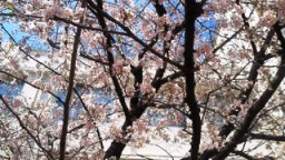 入学式　桜.jpg