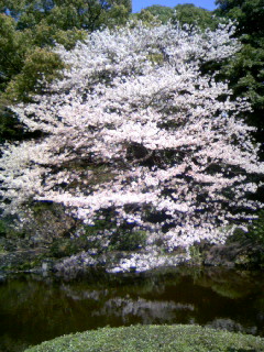 皇居桜.JPG