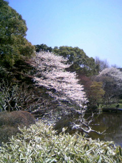 皇居桜２.JPG