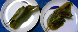 さくら餅 鶴屋寿 皿.JPG