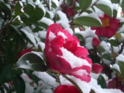 雪の山茶花.jpg