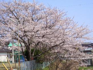 近所の桜2011.jpg