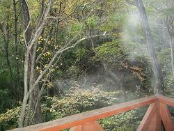 DSCF0590 1.JPG