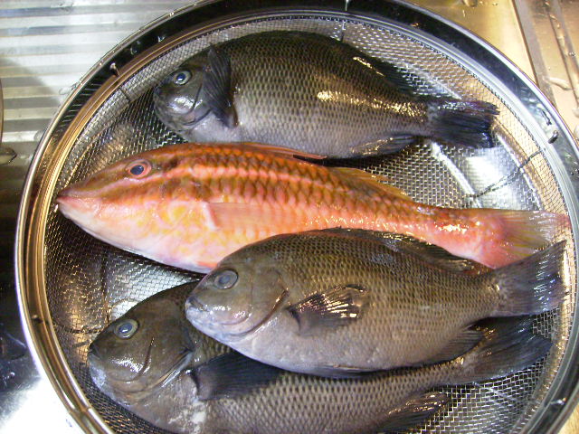 魚