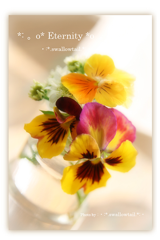 Photo by swallowtail　A.jpg