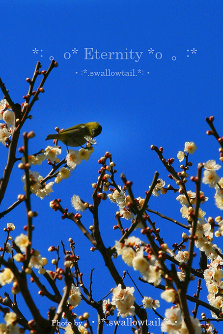 Photo by swallowtail　D.jpg
