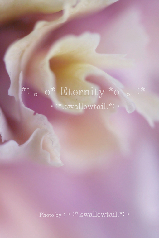 Photo by swallowtail　B.jpg