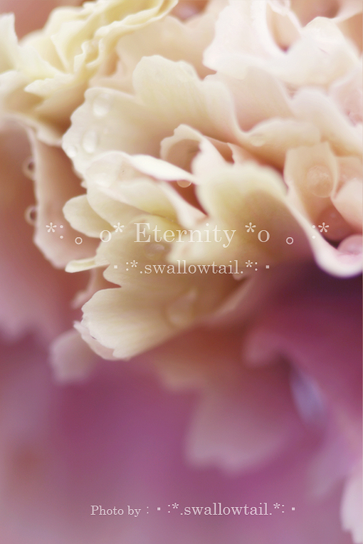 Photo by swallowtail　C.jpg