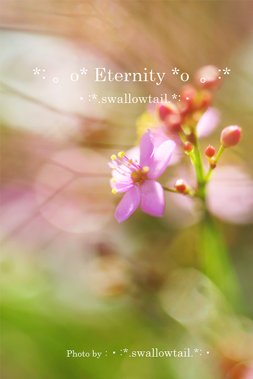 Photo by swallowtail　E.jpg