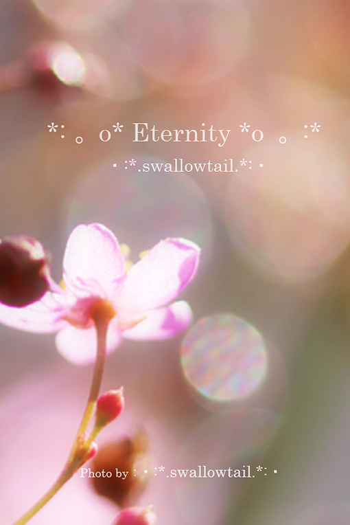 Photo by swallowtail　F.jpg