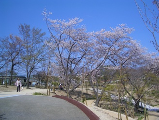 東山植物園　桜の回廊　