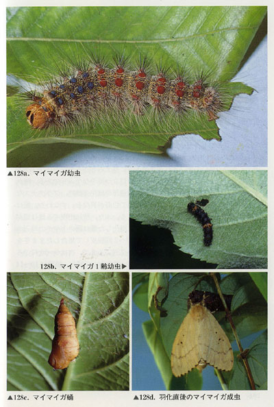 マイマイガの大発生 農業と自然観察 楽天ブログ