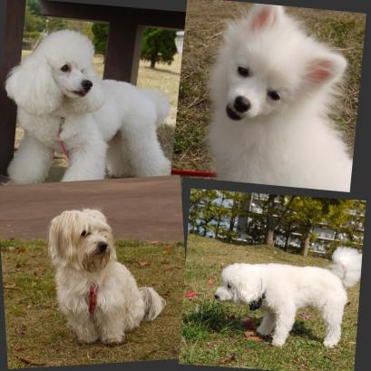 Picnik コラージュ 21.jpg