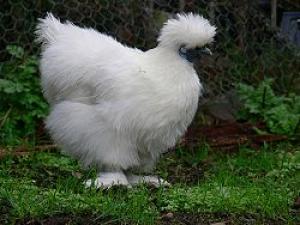 250px-Silky_bantam.jpg