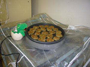 ホットプレート