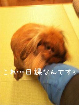 20111027まりもん1