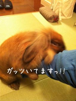 20111027まりもん2