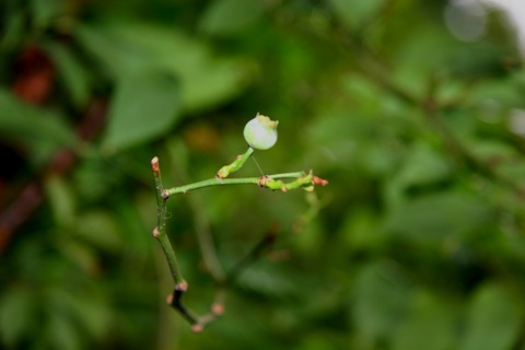 blueberry09063