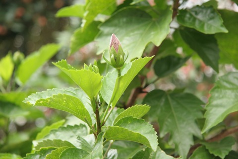 ハイビスカス10082